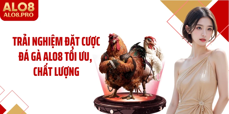 Trải nghiệm đặt cược đá gà ALO8 tối ưu, chất lượng